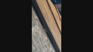 Непрошенное соседство Дикие пчелы или Шершни под крышей козлятника как избавиться