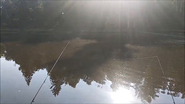 В ночных уловах на Нижнем можно увидеть не только осетров, но и амуров. Клёвое место лосиный остров смотреть онлайн