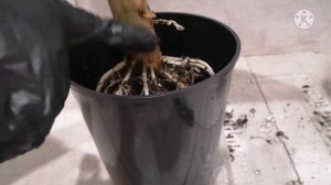 АЛОКАЗИЯ. Как пересадить. Состав грунта. Уход после пересадки. Первая пересадка в домашних условиях