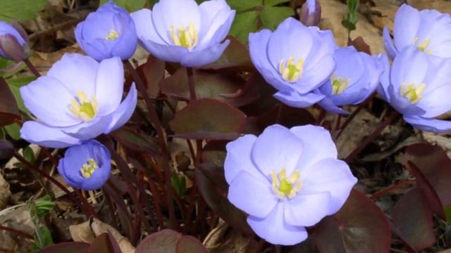 Spring Forest Relaxation Video (HD)