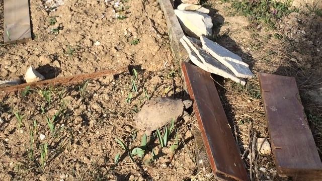 Черепаха выползла погреться после спячки, 8 марта, Краснодарский край, Новороссийск ч.2 смотреть онлайн