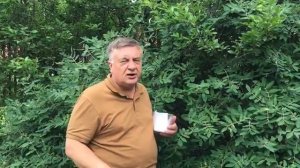 Андрей Туманов  О жимолости