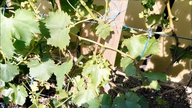 Уход за ВИНОГРАДОМ подкормка,полив,удаление листьев и пасынков. смотреть онлайн