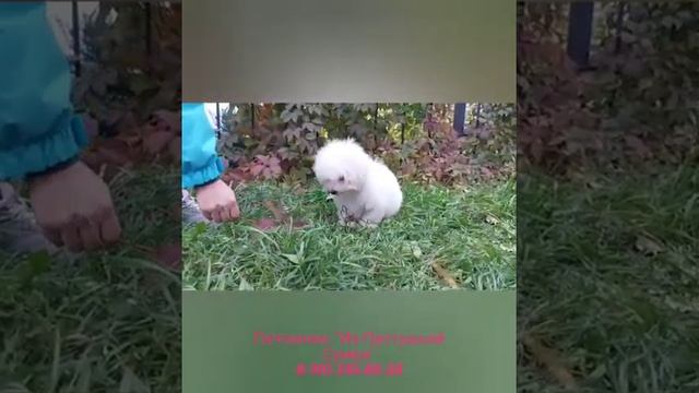 Бишон фризе супер-девочка из питомника.