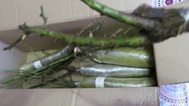 Посылка с розами из питомника "Кубань-роза!" Распаковка! смотреть онлайн