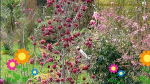 Магнолия гибридная Жени. Краткий обзор, описание характеристик, где купить саженцы magnolia Genie