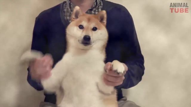 SHIBA INUS ARE AWESOME CUTE SHIBA INU COMPILATION смотреть онлайн