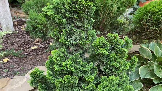 Кипарисовик Нана Грацилис- хвойное для мини сада, рокария, японского сада.