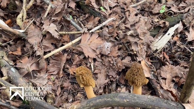 Сбор «первых» грибов в Заилийском Алатау ! Сморчковая шляпка ! смотреть онлайн