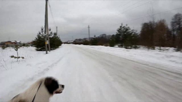 Московская сторожевая, ускоренная прогулка) смотреть онлайн