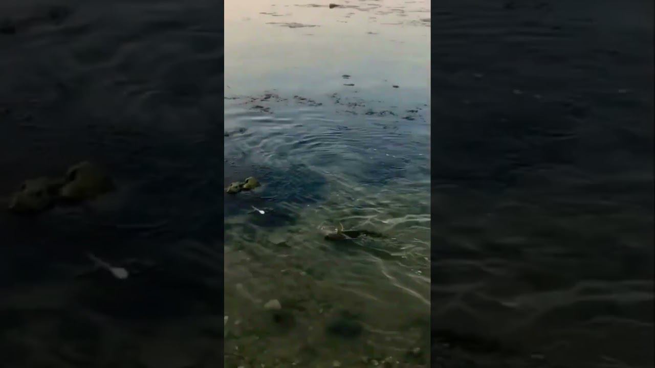 Лобан 2кг на ультралайт! Бухта Омега, стрит-фишинг #blacksea #shots #kayakfishing #streetfishing смотреть онлайн