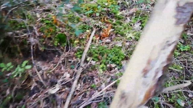 '' Niscalos entre angulas de monte'' смотреть онлайн