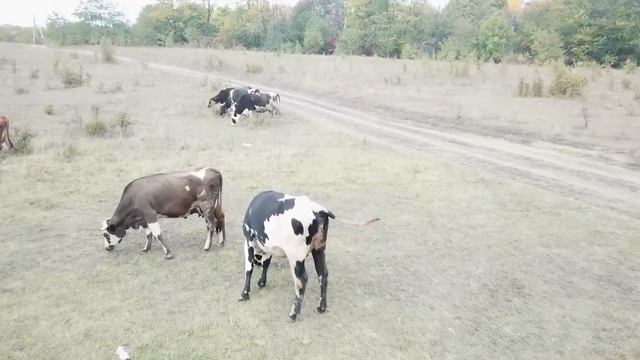 Что с землёй, которую нам предлогали, и фрагменты из нашей жизни