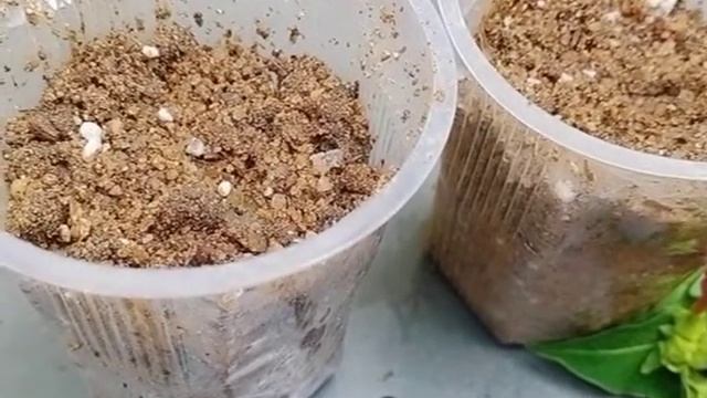 How to grow Mirabilis jalapa from seeds. смотреть онлайн