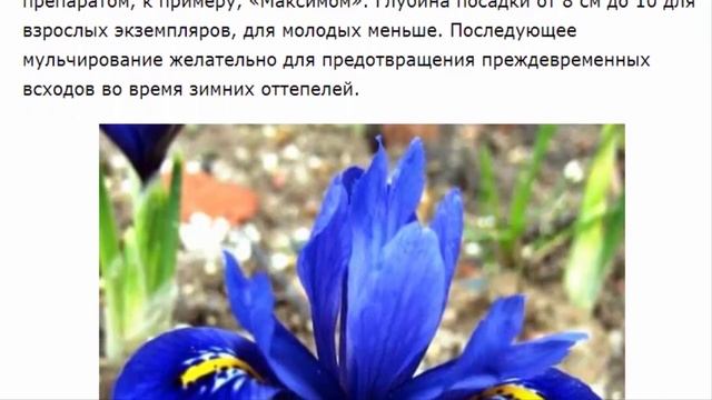 Иридодиктиум. Выращивание и уход в саду. смотреть онлайн