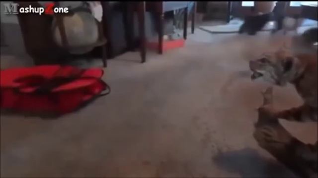 Чего боятся коты? What are you scared of cats? смотреть онлайн