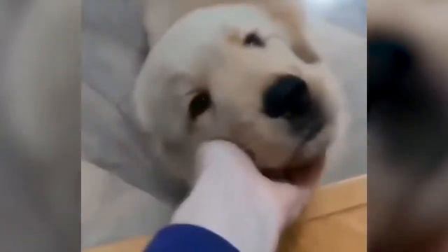 Funny Animals /СМЕШНЫЕ ЖИВОТНЫЕ/ТЕСТ НА ПСИХИКУ/ ПОПРОБУЙ НЕ ЗАСМЕЯТЬСЯ/ЛУЧШИЕ ПРИКОЛs/HappyDay смотреть онлайн