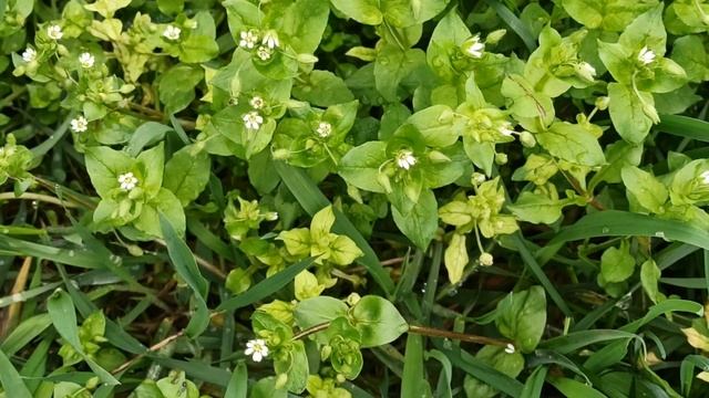 Что нельзя делать после Пасхи. Светлая Седмица. Народные традиции. смотреть онлайн