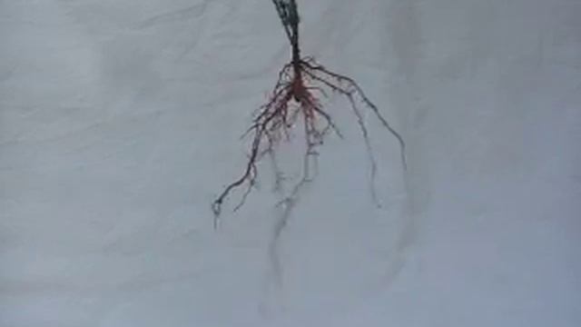 черенок укорененный Туи Смарагд смотреть онлайн