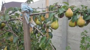 Груша Вильямс Летний, груша Бере Боск.