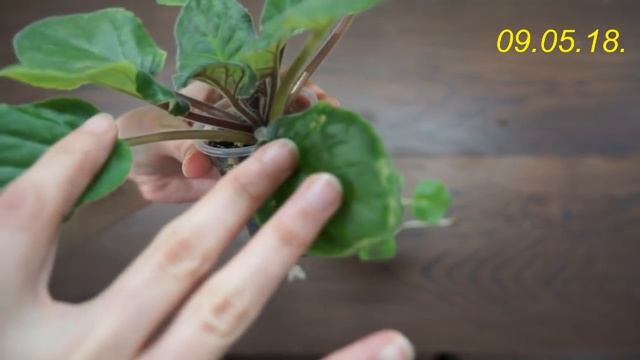 У ФИАЛКИ "РУКИ ВВЕРХ:исправление розетки (видеодневник) смотреть онлайн