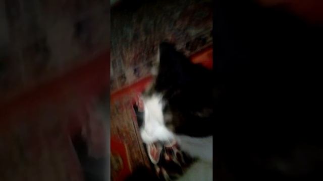 Блог моего питомца смотреть онлайн