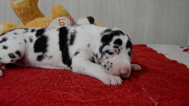 Немецкий дог, мраморная сука 3