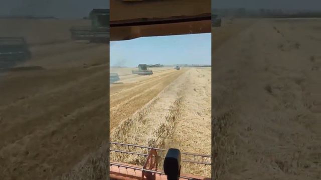 Уборка 2021 лексион 480. Работа полным ходом. смотреть онлайн