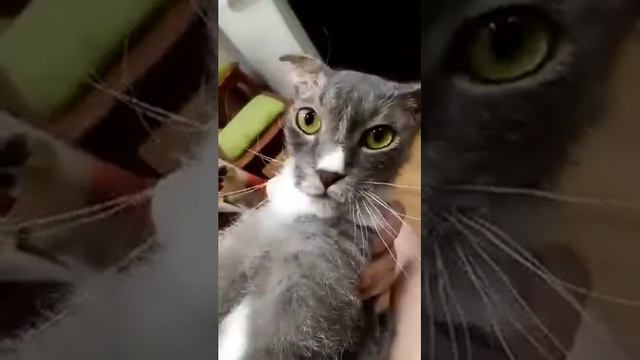 Ворчливый Рэн