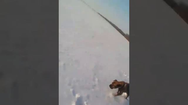 Питбули настояшии друг смотреть онлайн