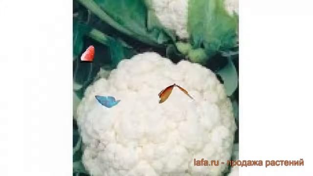 Капуста цветная Альфа (alfa alfa) ? цветная капуста Альфа обзор: как сажать, семена капусты Альфа смотреть онлайн