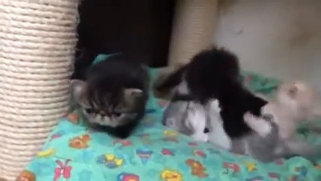 Копия видео "Продажа, экзоты и персы." смотреть онлайн