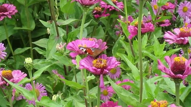 Лето* Бабочки* Природа* смотреть онлайн