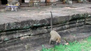 Dolly Never Love Baby Monkey Lori - Far From Mom Always Hurt Her