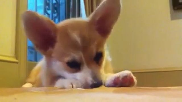 Smudge the Corgi puppy eats a cardboard box смотреть онлайн