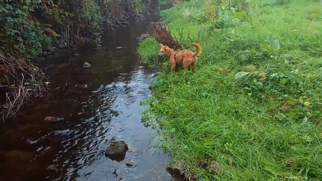 Una has just about overcome her fear of walking on The Well Lane Bridge смотреть онлайн