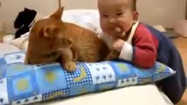 Железные нервы кота ! Ребенок мучает кота смотреть онлайн