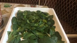 Обрезка лаврового листа в домашних условиях,укоренения черенков.