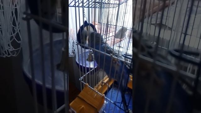 Знакомство с зеркальцем) Попугайчик буянит смотреть онлайн