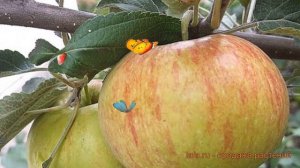 Яблоня обыкновенная Медуница (malus medunitca) ? Медуница обзор: как сажать, саженцы яблони Медуниц