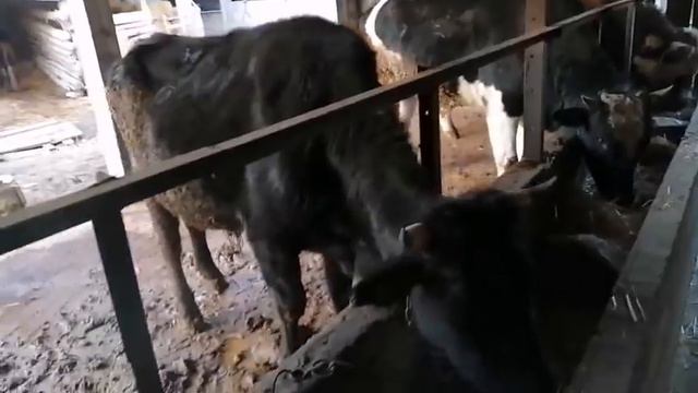 БУКА ПАРВАРИ БУКАХОИ КАЛОН РАСХОДИ ЯК РУЗА 18 ноября 2020 г. смотреть онлайн