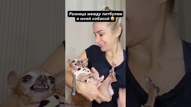 Кто из них Питбуль?!))) смотреть онлайн