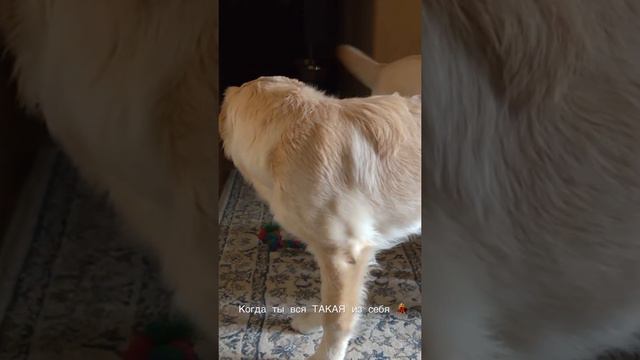 Когда ты вся ТАКАЯ из себя