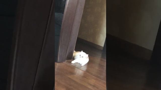 Британская шиншилла отдыхает