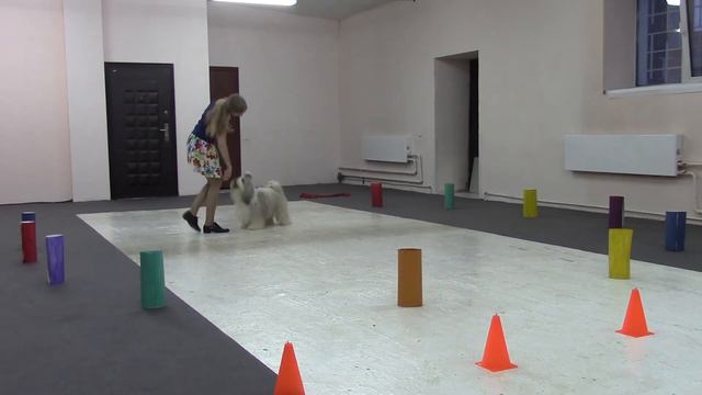 Шушакова Полина и тибетской терьер I am golden firebird " Жизнь в иллюзии" смотреть онлайн