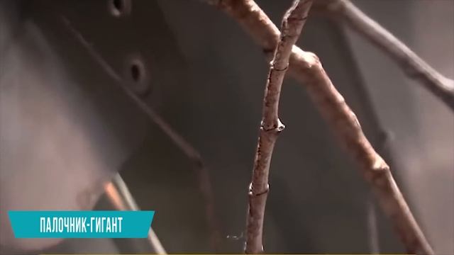 Аномально Большие Животные, от Которых Мурашки по Коже! Топ 10 смотреть онлайн