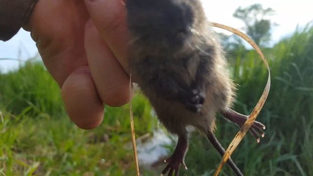 Зверя мышь смотреть онлайн