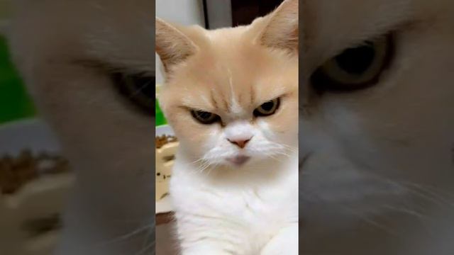 хахахахаххпха смотреть онлайн