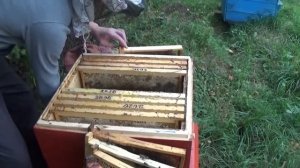 Подготовка пчёл к зиме.