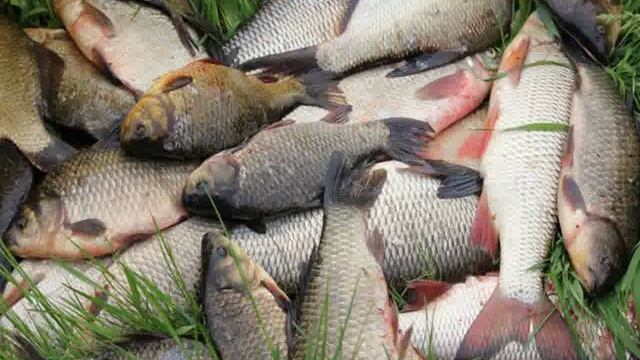 активатор клева рыбы fishhungry купить смотреть онлайн